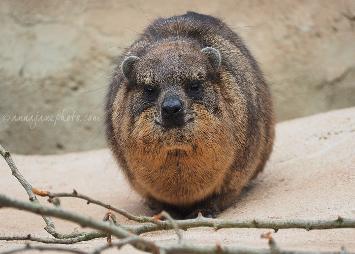 20150302-rock-hyrax.jpg