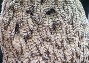 Great Grey Owl Feathers
