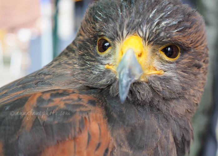 20150314-harris-hawk.jpg