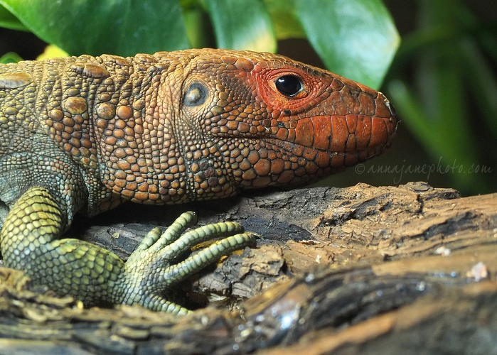 20150302-caiman-lizard.jpg