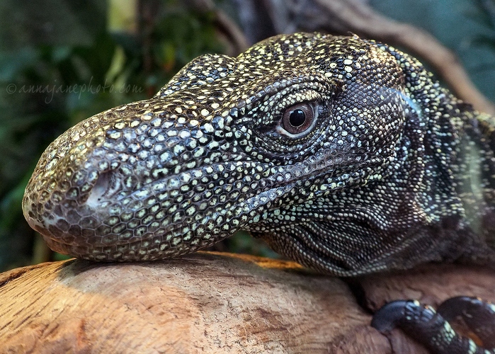 20150302-salvadoris-monitor-2.jpg