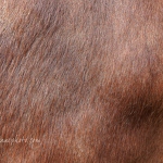 Ankole-Watusi Cattle Hair