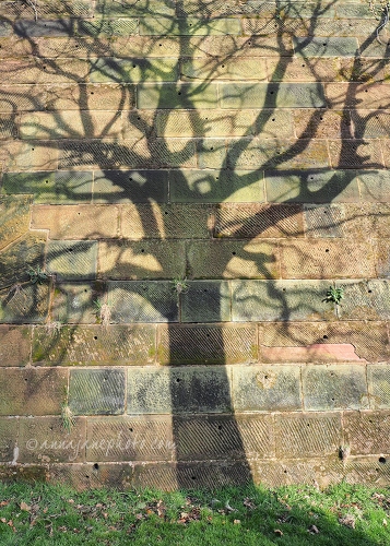 20150322-shadow-tree.jpg