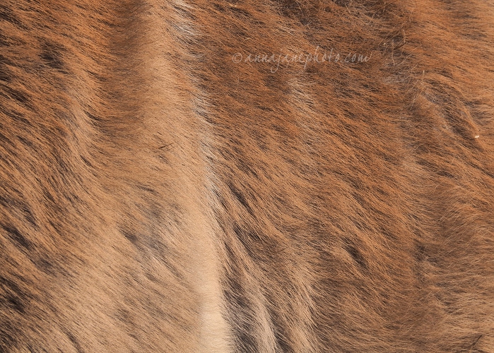 20150404-eland-hair.jpg