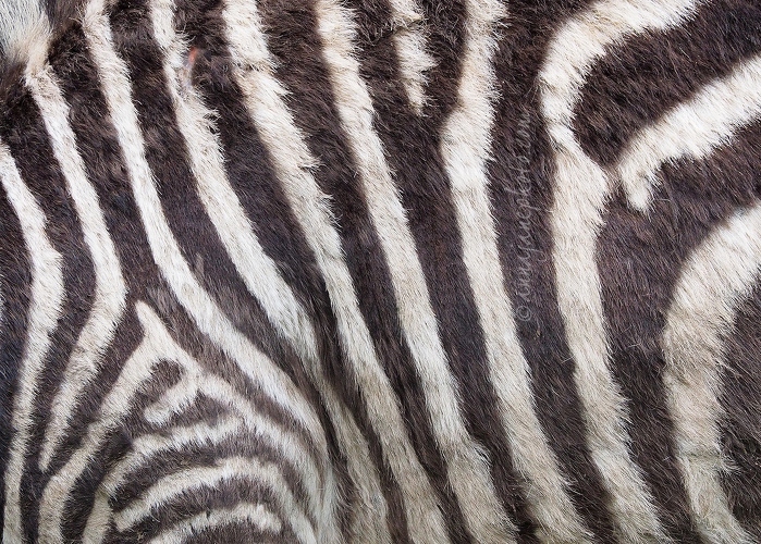 20150404-grants-zebra-hair.jpg