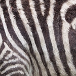 Grant's Zebra Hair
