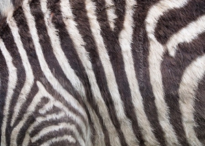 Grant's Zebra Hair