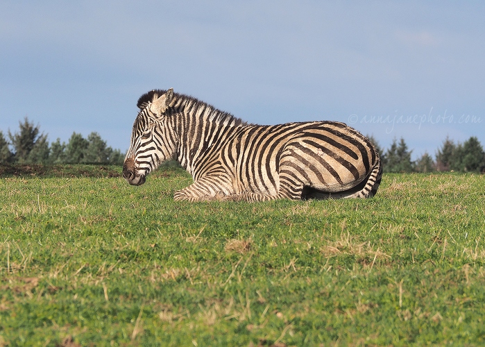 20150404-grants-zebra.jpg