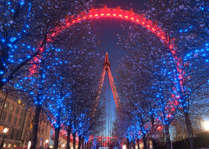 20150413-london-eye-and-blossom.jpg