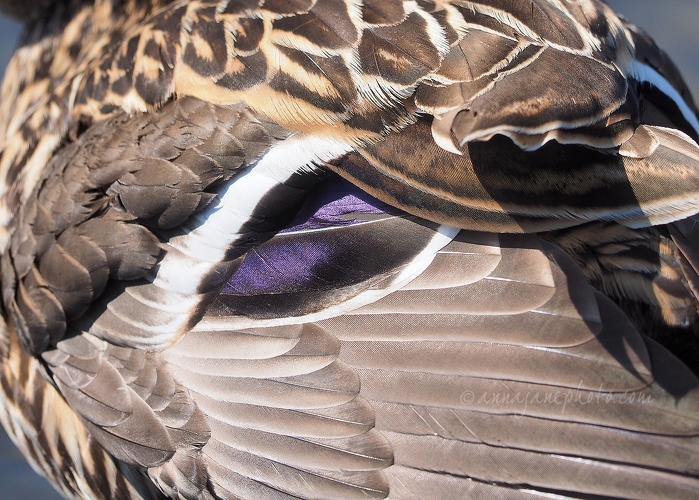 20150608-mallard-hen-feathers.jpg