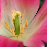 20150526-pink-tulip.jpg