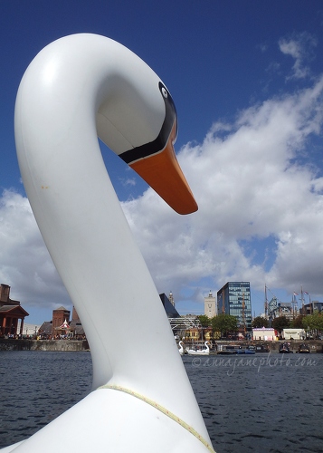 20150606-swan-pedalo-salthouse-dock.jpg