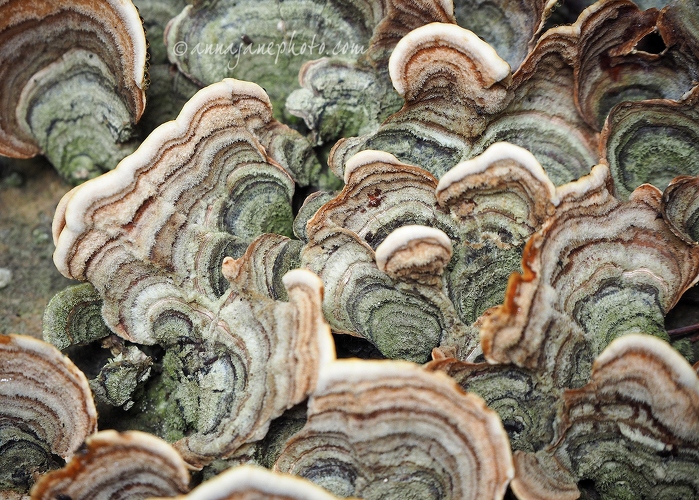 20150626-turkey-tail-fungus.jpg