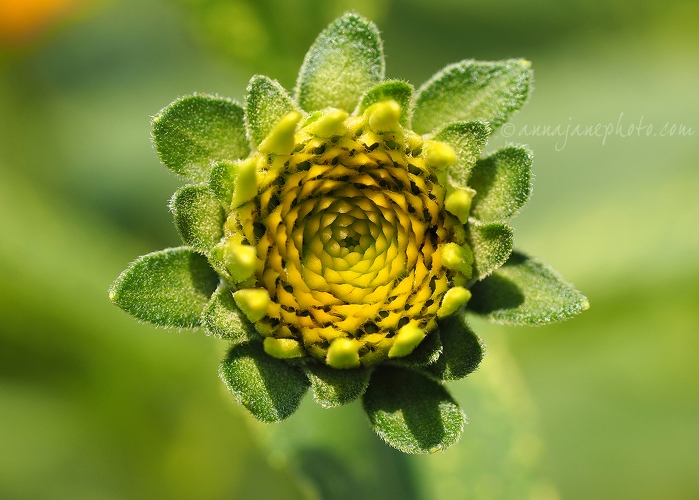 2015070-yellow-and-green-flower.jpg