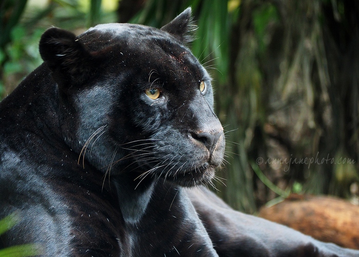 20150720-black-jaguar.jpg