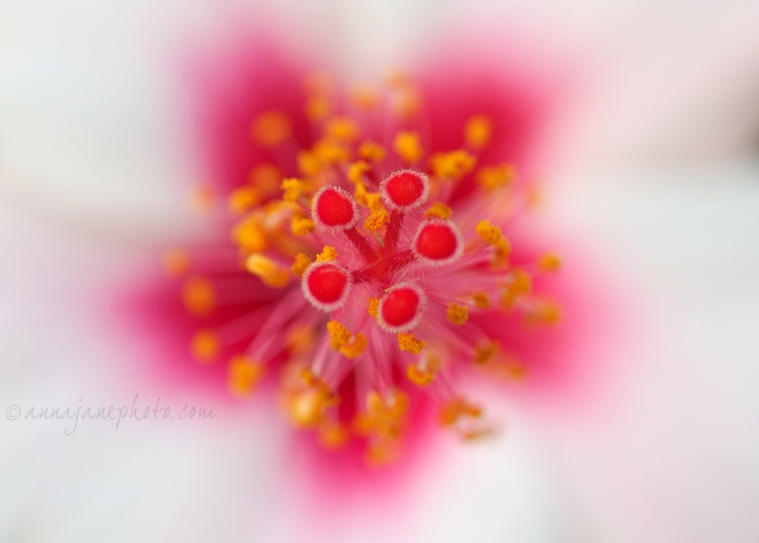 20150817-hibiscus.jpg