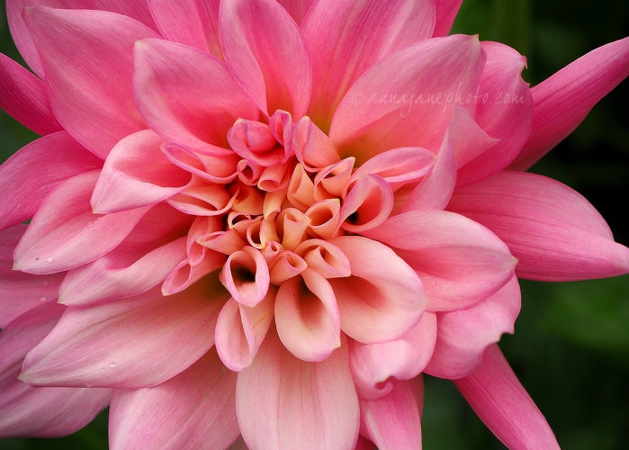 20150802-pink-dahlia.jpg