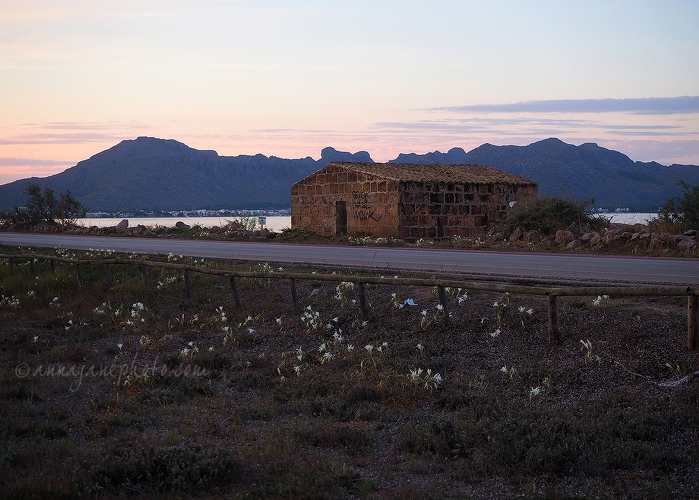 20150817-shelter-and-sea-daffodils.jpg