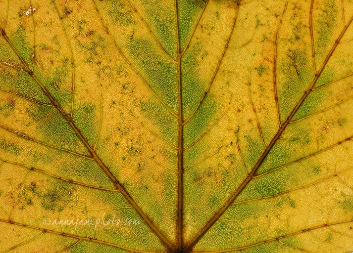 20151001-yellow-green-leaf.jpg