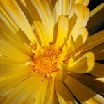 20150930-yellow-flower.jpg