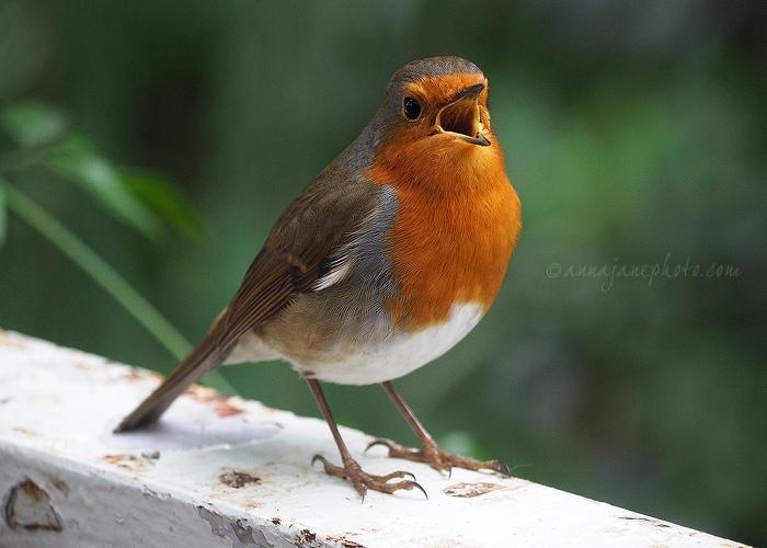 20160220-robin-singing.jpg