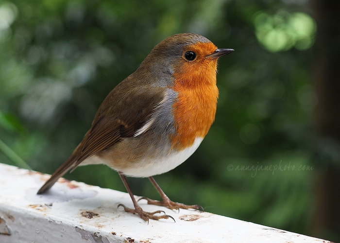 20160220-robin.jpg