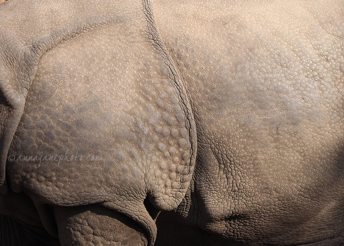 20160314-greater-one-horned-rhinoceros-skin-2.jpg