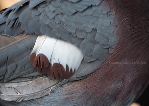 Victoria Crowned Pigeon Feathers