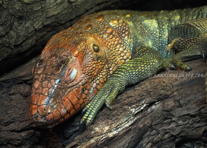 20160314-caiman-lizard.jpg