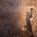 Bactrian Camel Hair