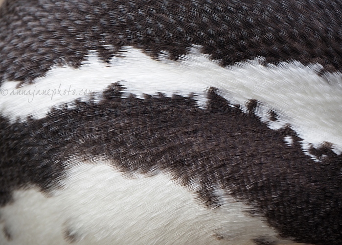 20160404-humboldt-penguin-feathers.jpg