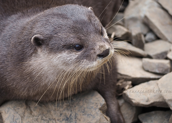 20160404-otter.jpg