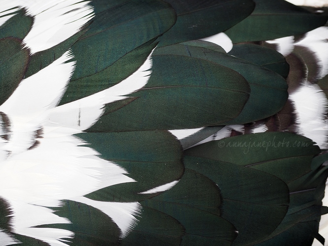 20160404-muscovy-duck-feathers.jpg