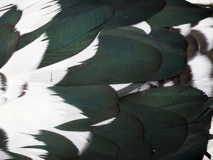 Muscovy Duck Feathers