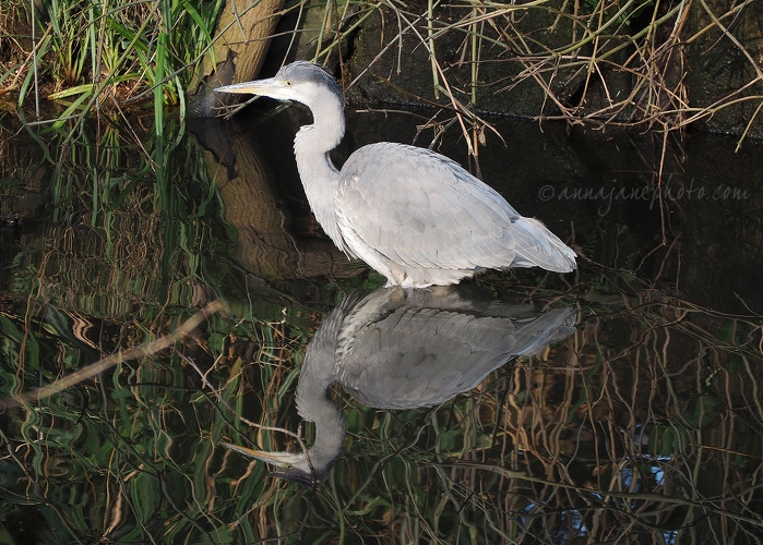 20160120-heron-reflection.jpg