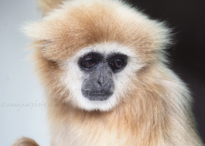 20160404-lar-gibbon.jpg