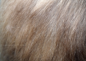 Lar Gibbon Hair