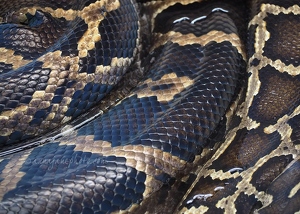 Burmese Python Skin