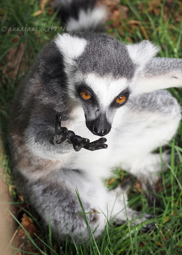 20160404-ring-tailed-lemur.jpg