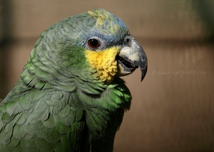 Green Parakeet