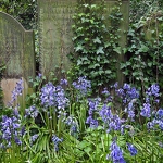 Bluebells & Gravestones