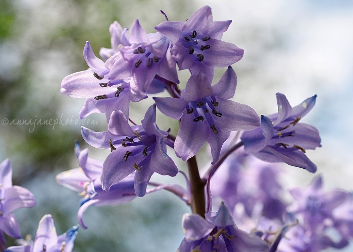 20160505-bluebells.jpg