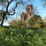 Liverpool Cathedral & Daffodils