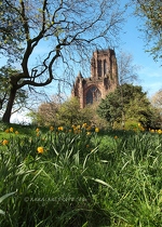 Liverpool Cathedral & Daffodils