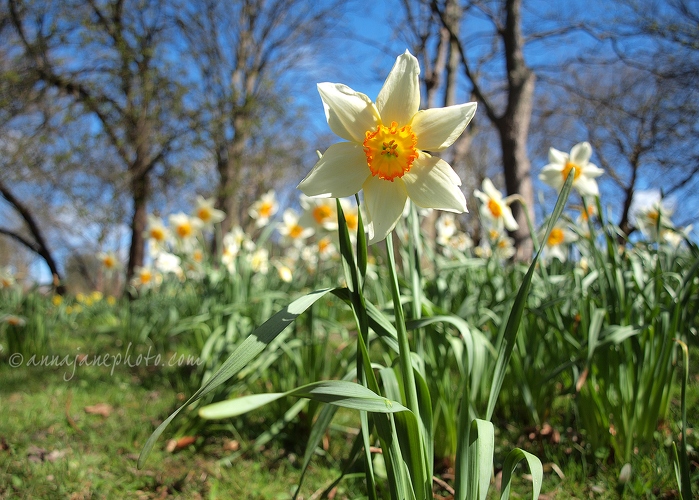 20130426-daffodils.jpg