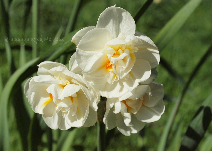 20130502-daffodils.jpg