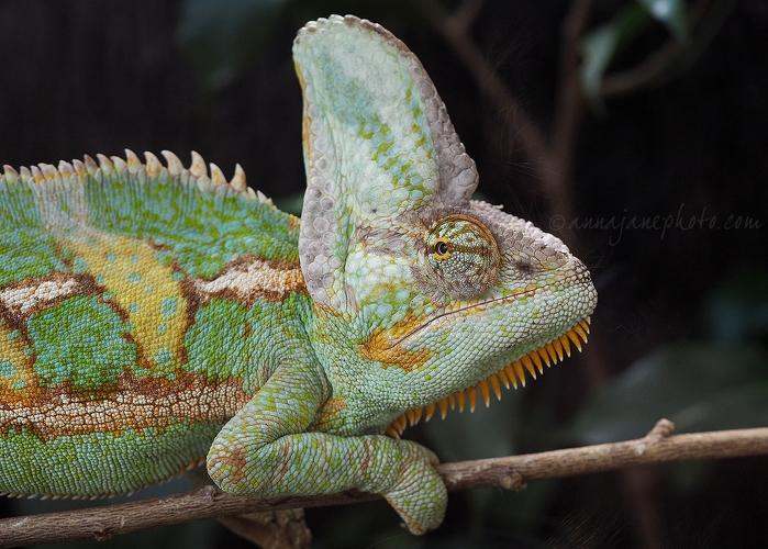 20160617-veiled-chameleon.jpg