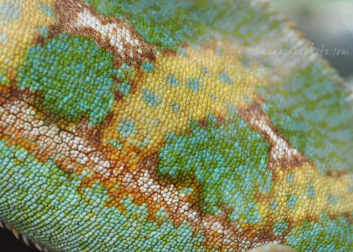 20160617-veiled-chameleon-skin.jpg