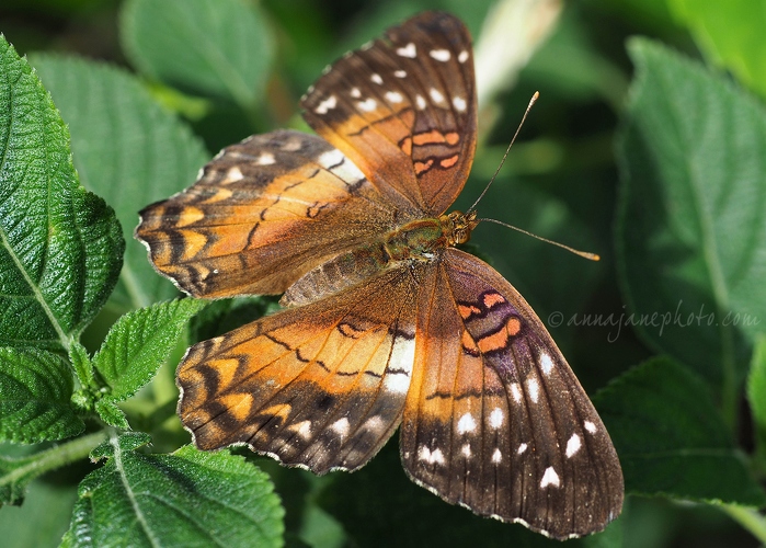 20160617-brown-peacock-butterfly.jpg
