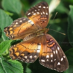 20160617-brown-peacock-butterfly.jpg